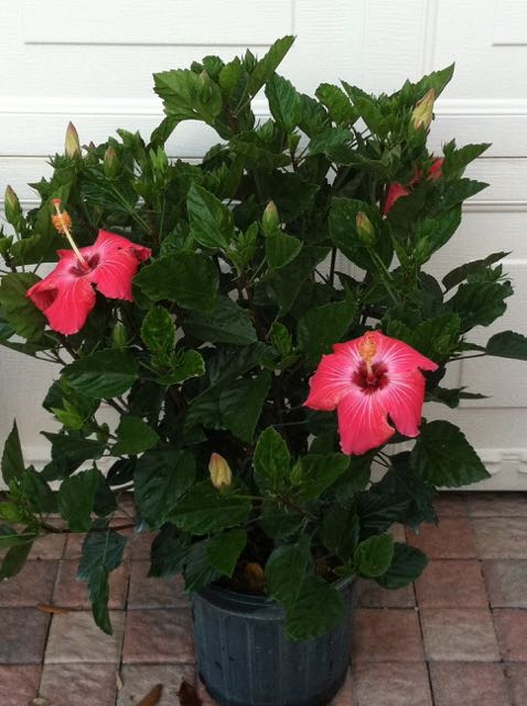 10 HIBISCUS BUSH ‘PAINTED LADY’