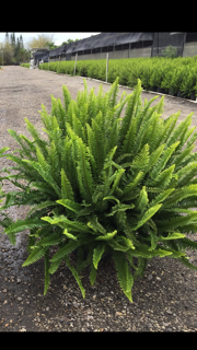 10” KIMBERLY QUEEN FERN-image