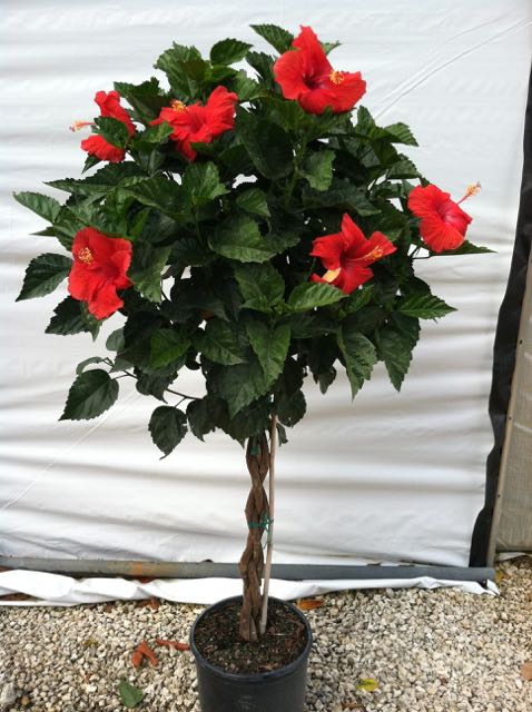 10″ HIBISCUS BR. ‘PRESIDENT RD’